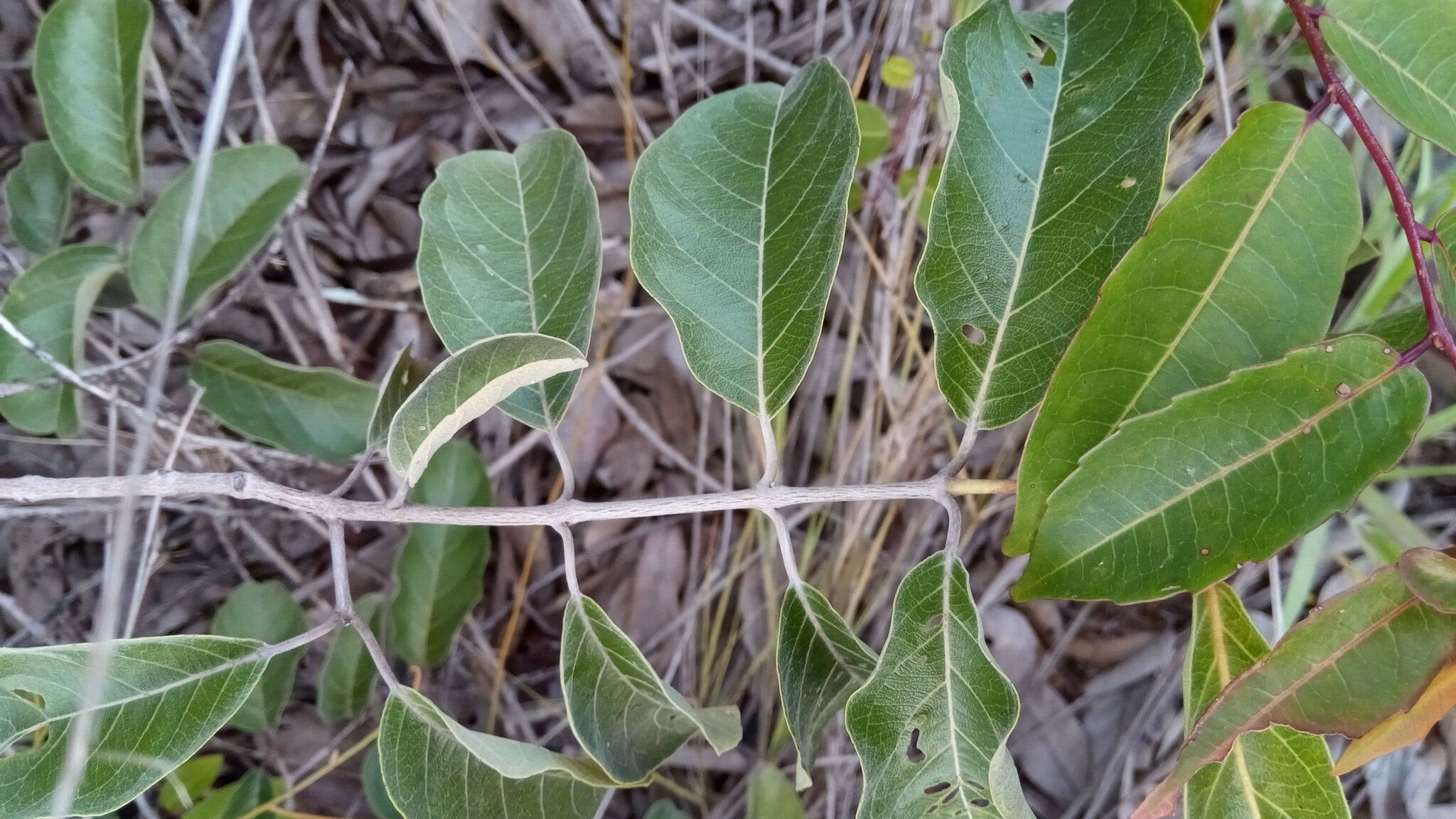 Combretum octagonum — houseplant care guide