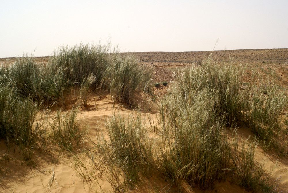 Stipagrostis pungens habit