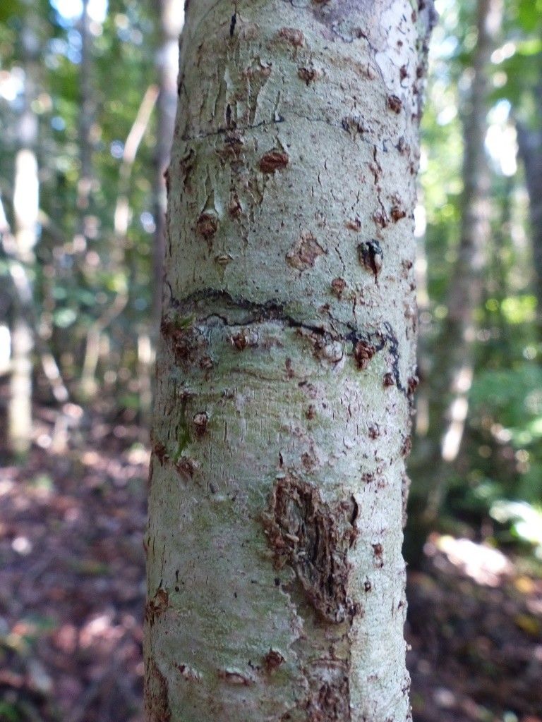 Pittosporum morierei bark