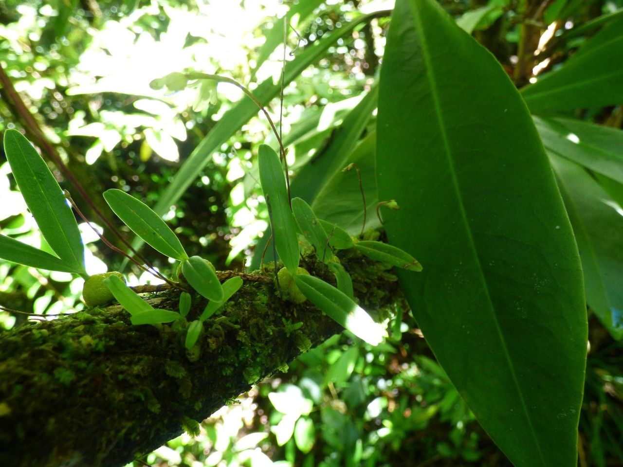 Bulbophyllum minutum habit