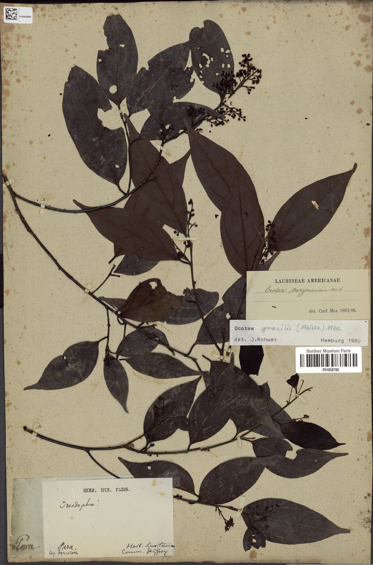 Ocotea gracilis — houseplant care guide