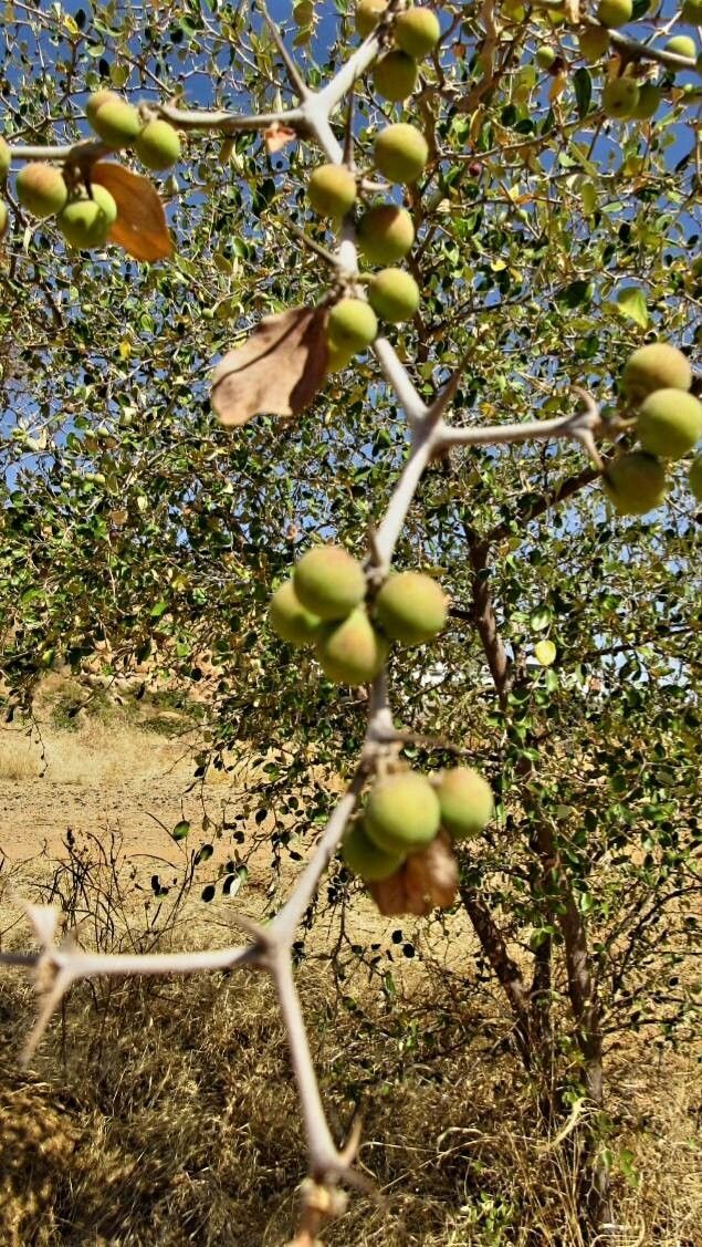 Ziziphus lotus fruit