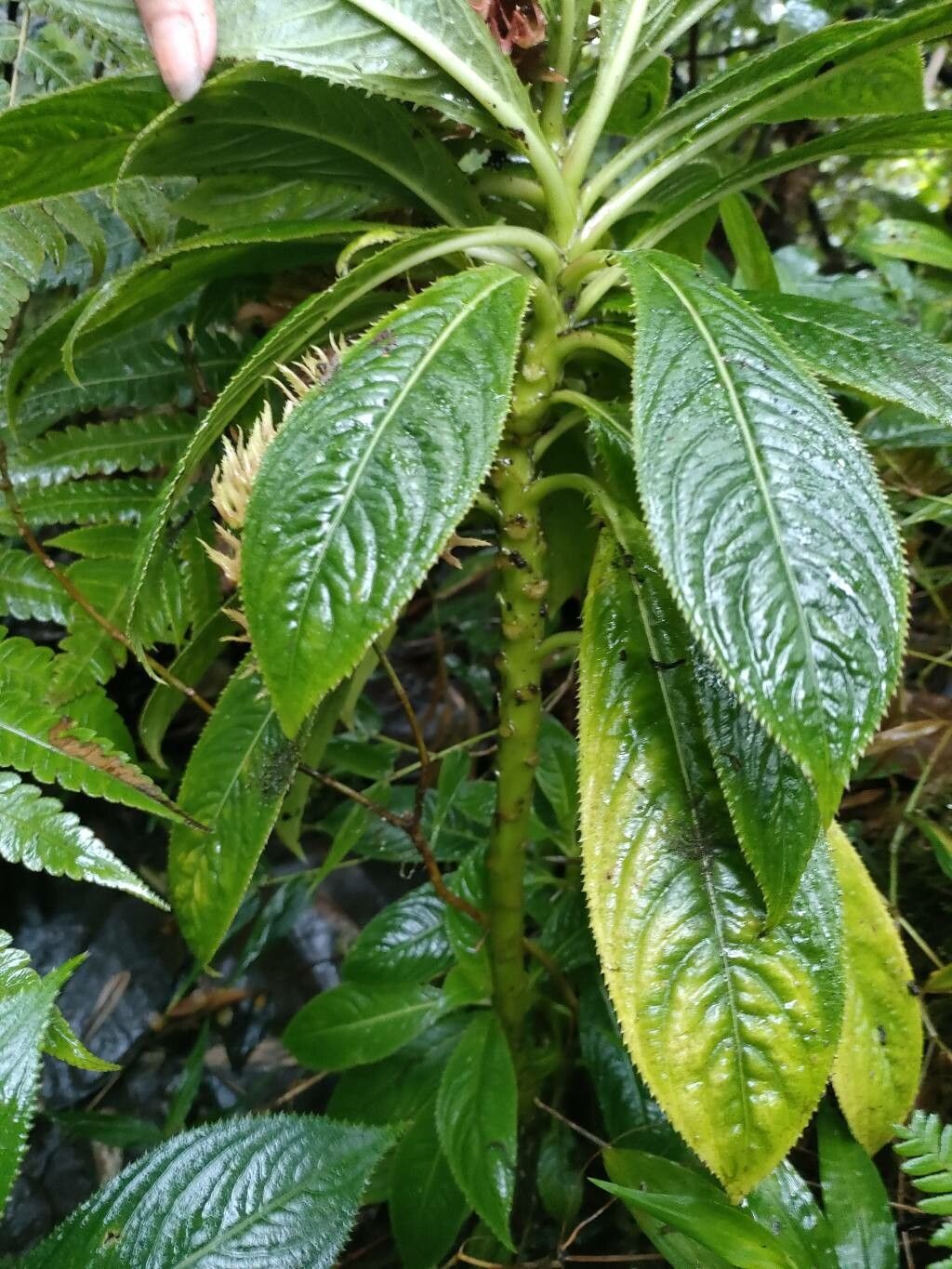 Lobelia conglobata bark