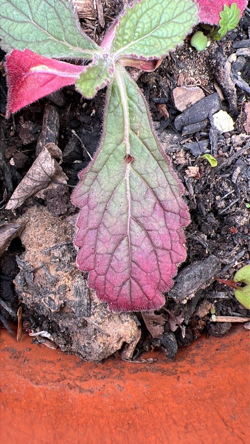 Rehmannia glutinosa leaf