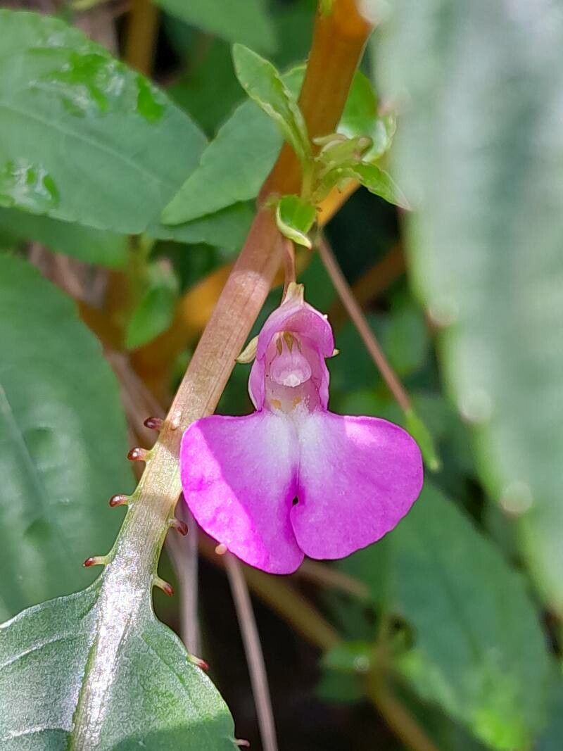 Impatiens baronii flower