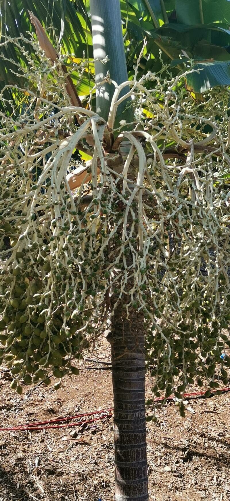 Veitchia metiti fruit