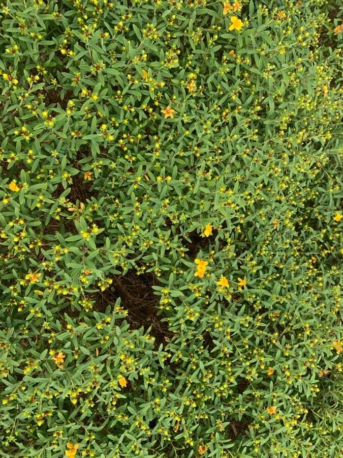 Hypericum frondosum leaf