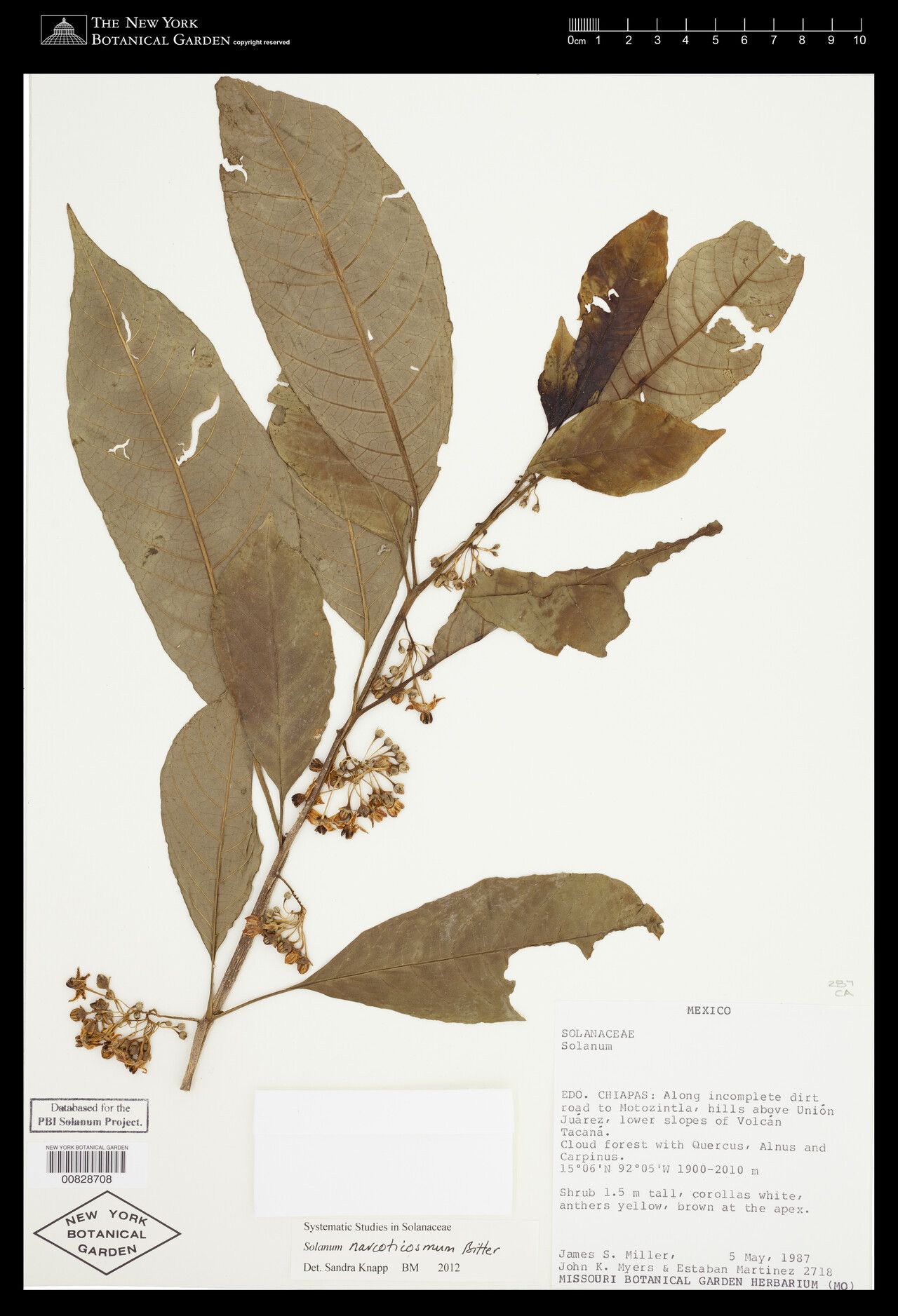 Solanum narcoticosmum — houseplant care guide