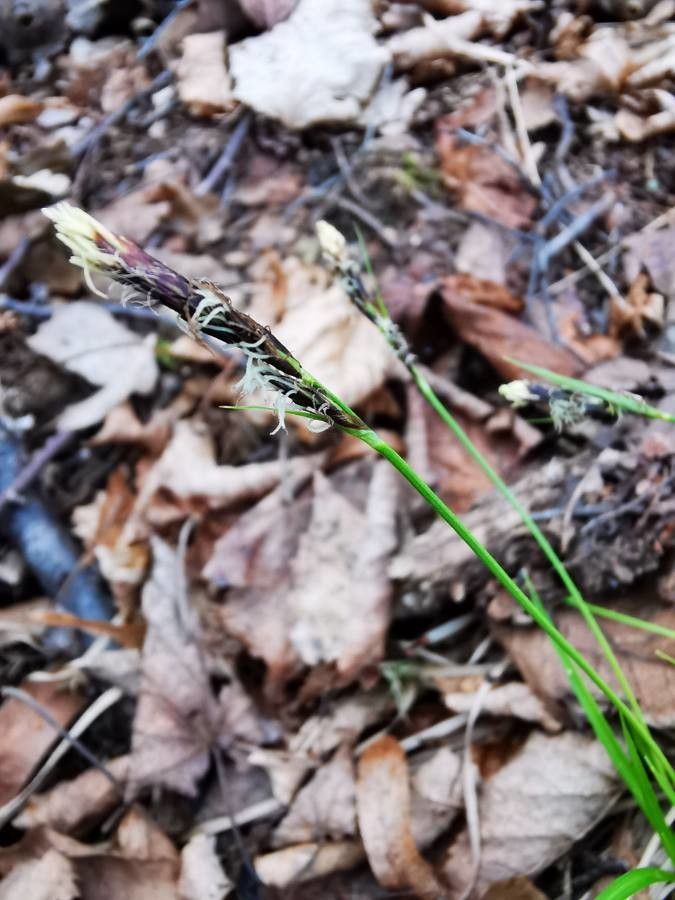 Carex montana flower