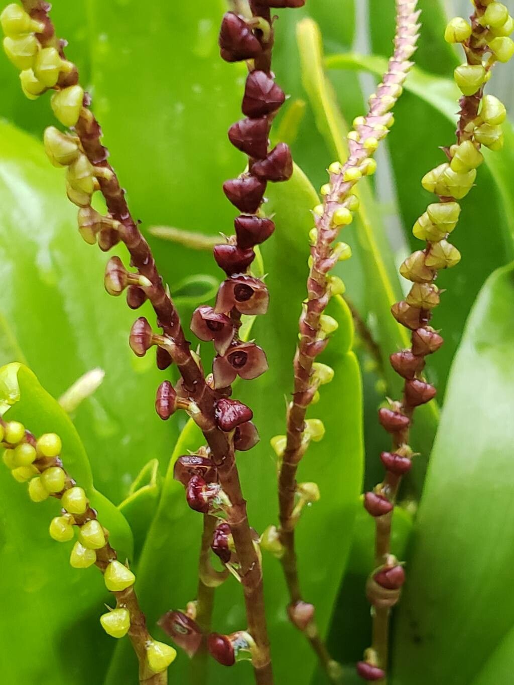 Stelis rubens flower