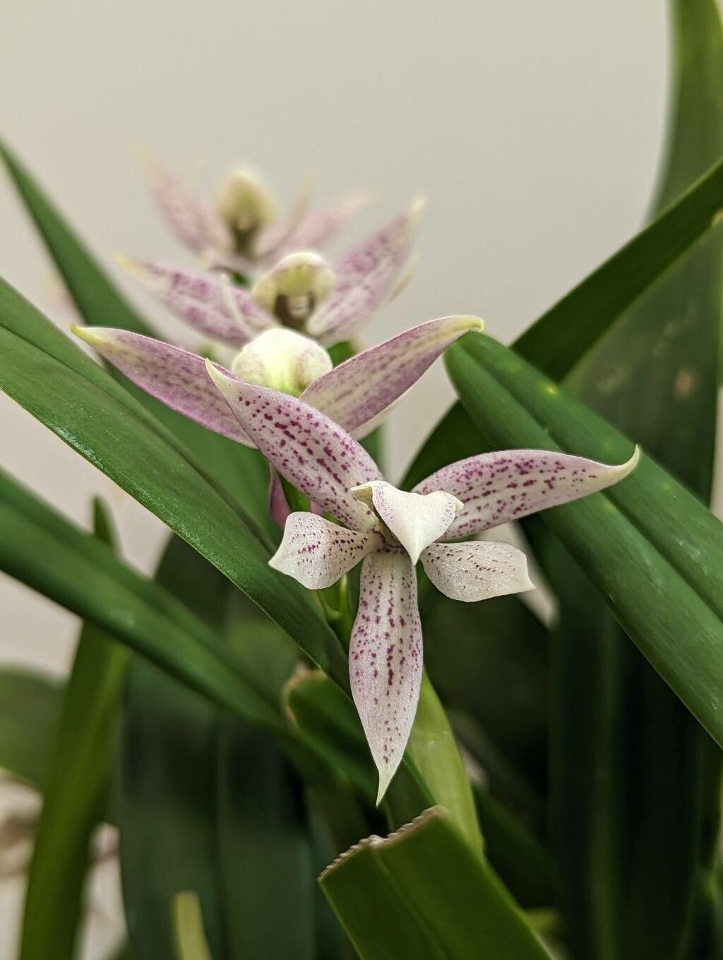 Prosthechea garciana flower