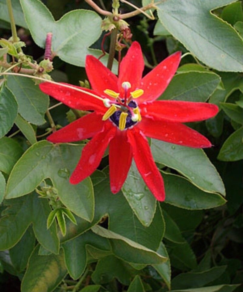 Passiflora linda — houseplant care guide