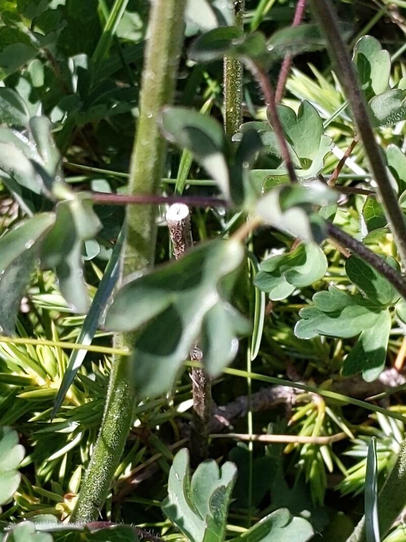 Aquilegia bertolonii — search result for 'Aquilegia'