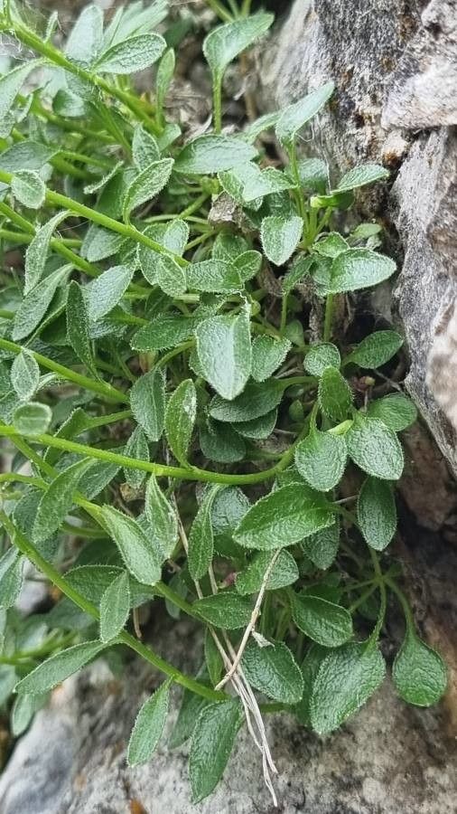 Campanula zoysii leaf