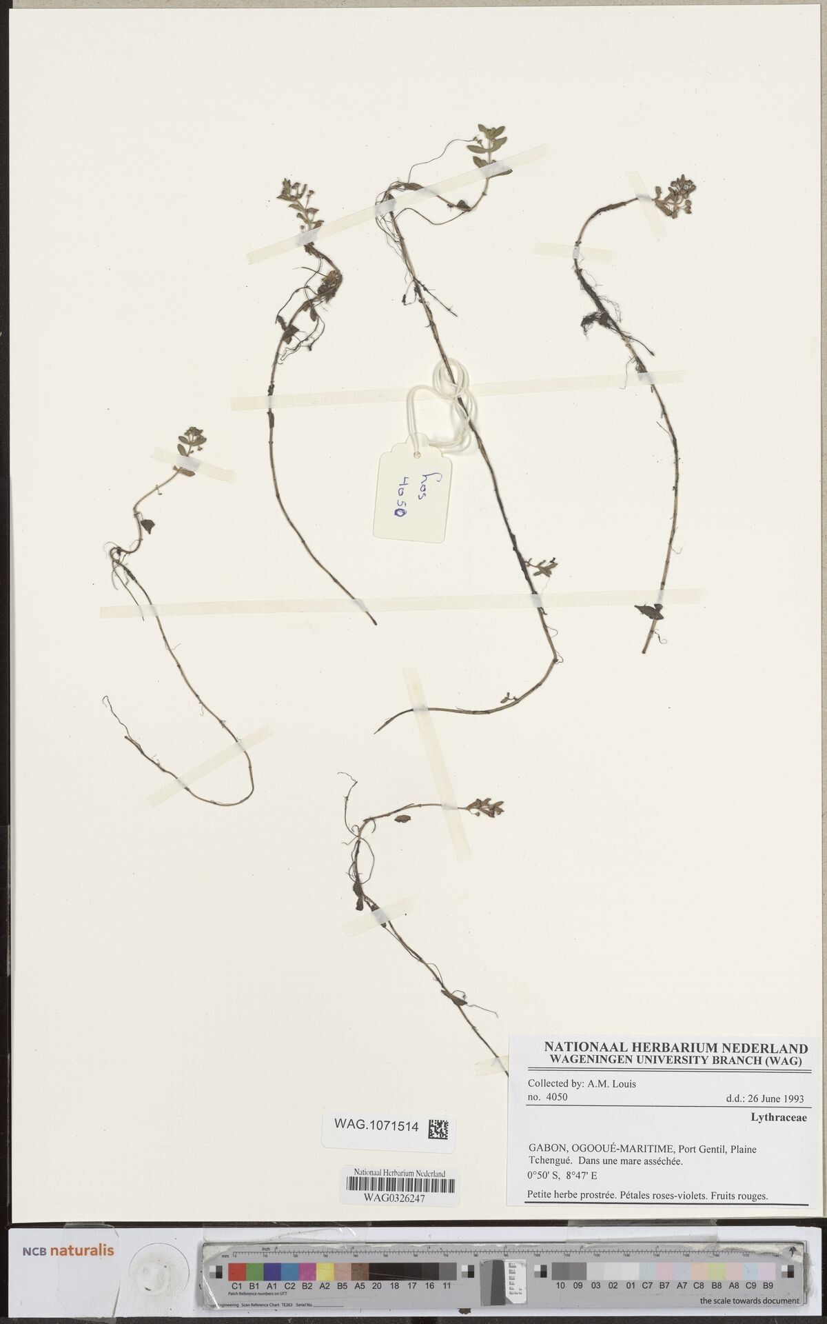 Ammannia gracilis — search result for 'Ammannia'