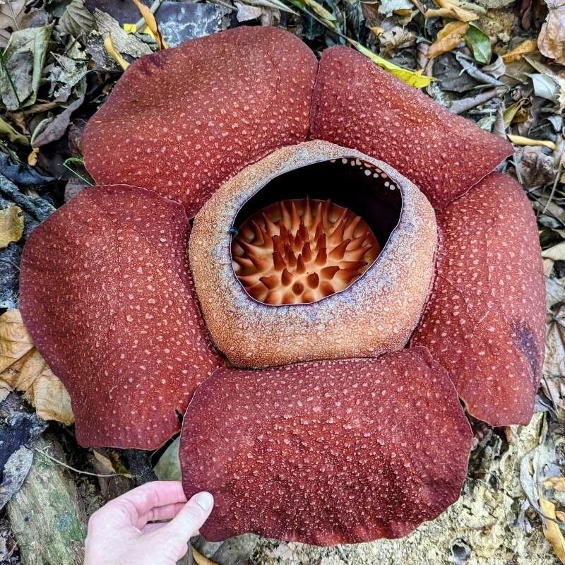 Rafflesia kerrii — related species from the same genus