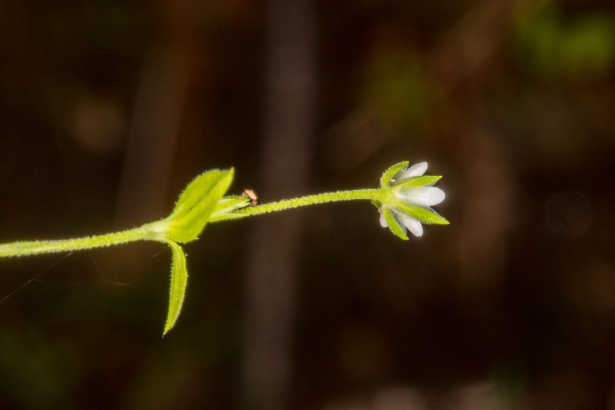 Moehringia trinervia bark