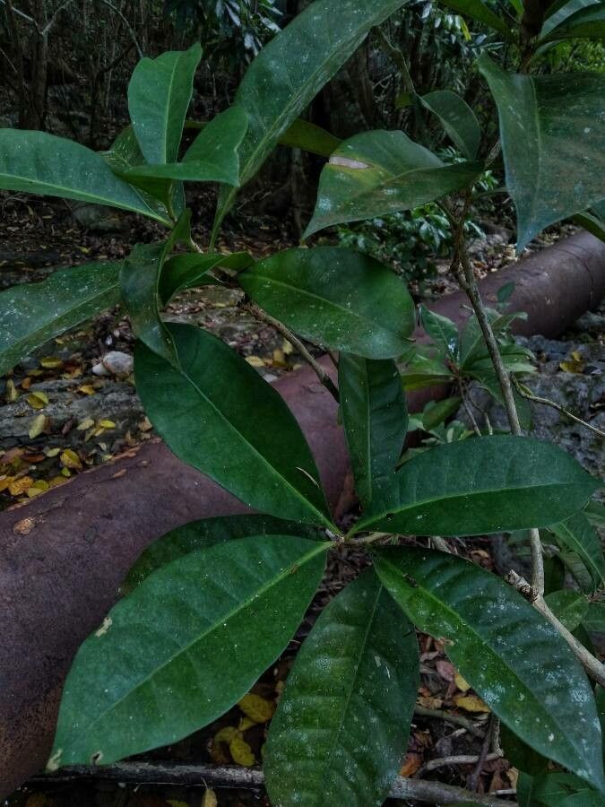 Casasia calophylla — related species from the same genus