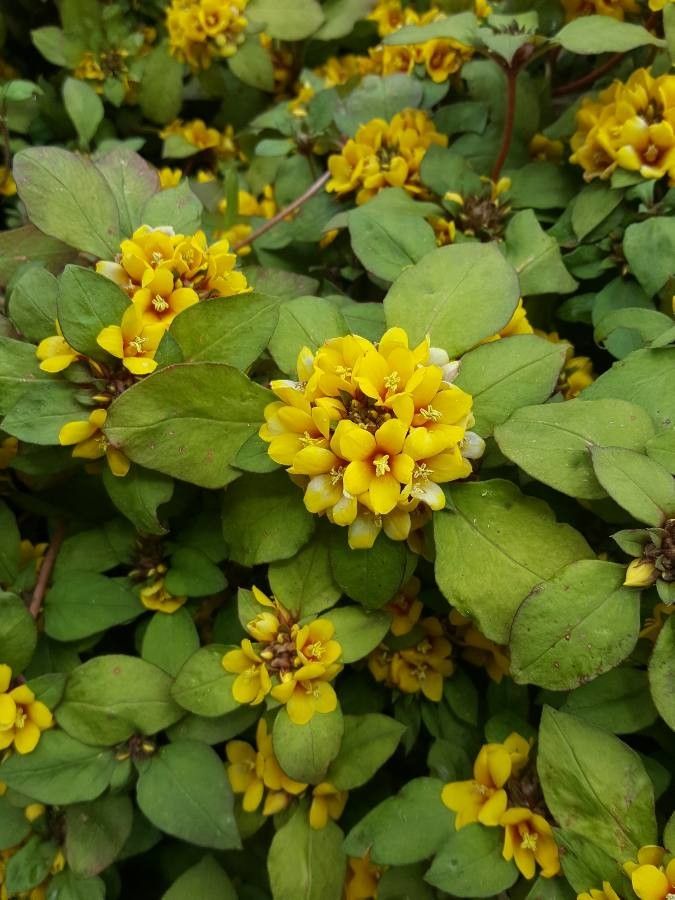 Lysimachia congestiflora flower