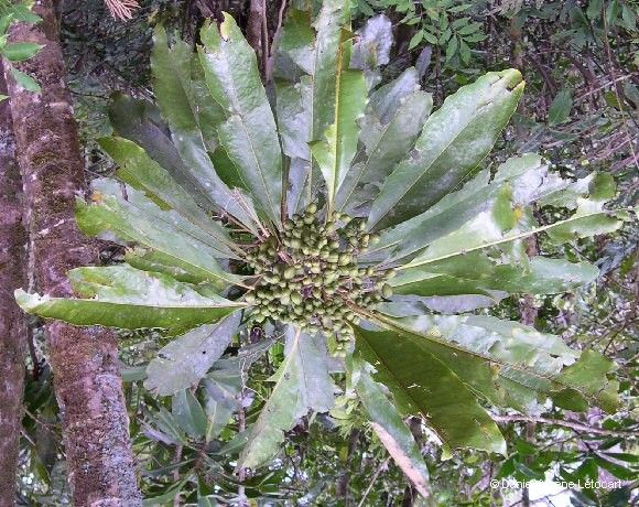 Pittosporum morierei habit