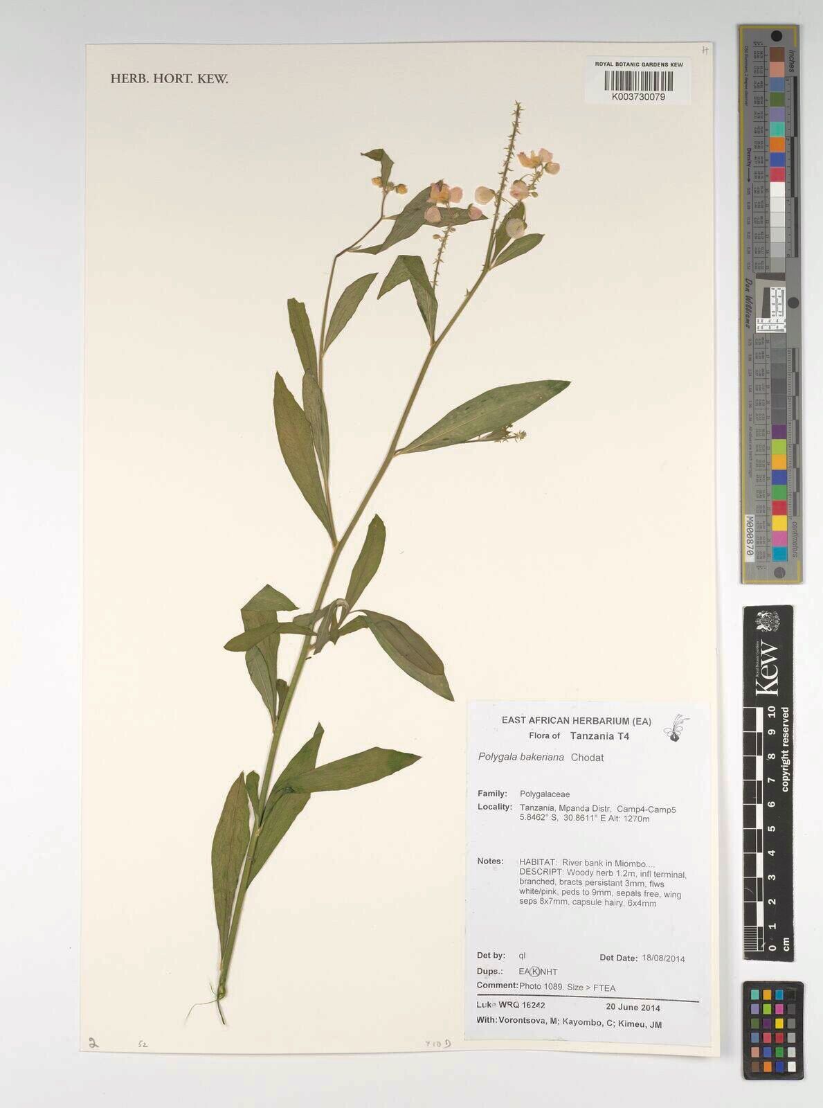 Polygala bakeriana — houseplant care guide