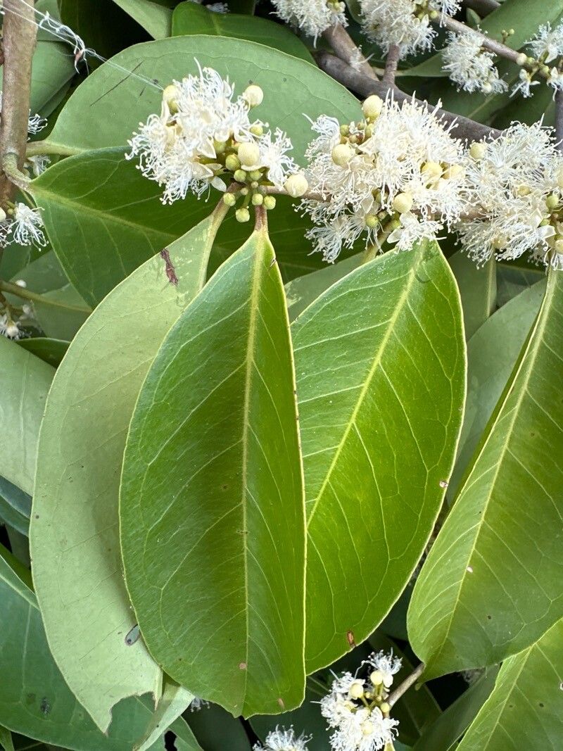 Eugenia galalonensis flower