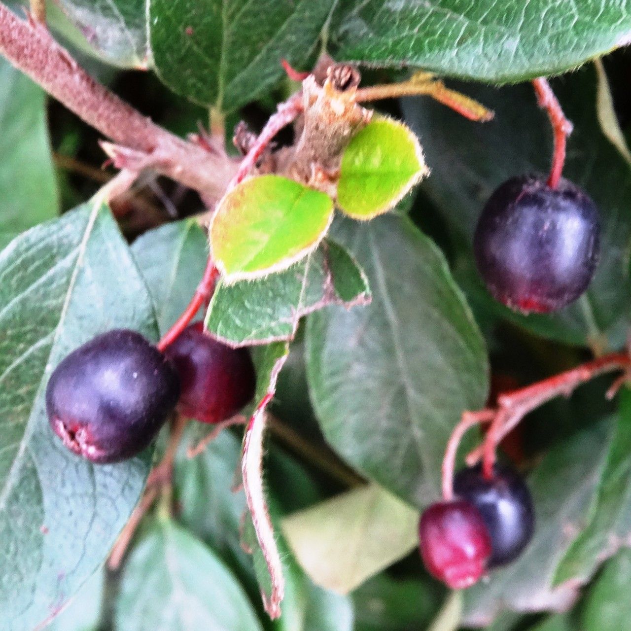Cotoneaster acuminatus leaf