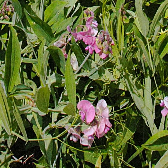 Lathyrus heterophyllus flower