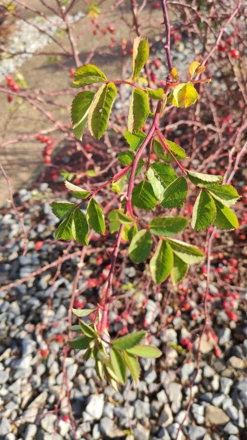 Rosa vosagiaca — houseplant care guide