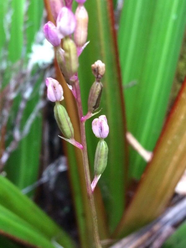 Cynorkis paradoxa fruit