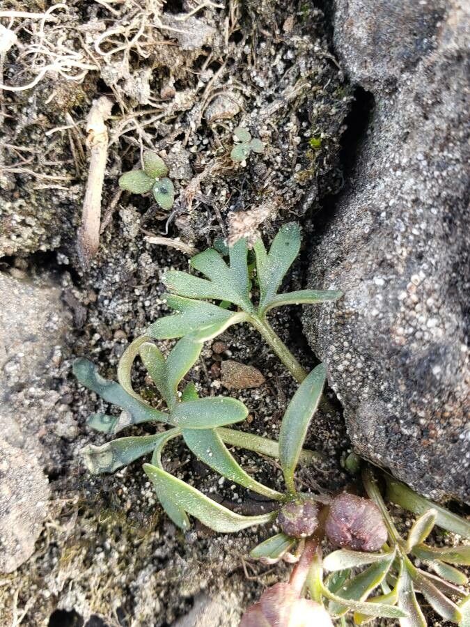 Ranunculus glaberrimus leaf