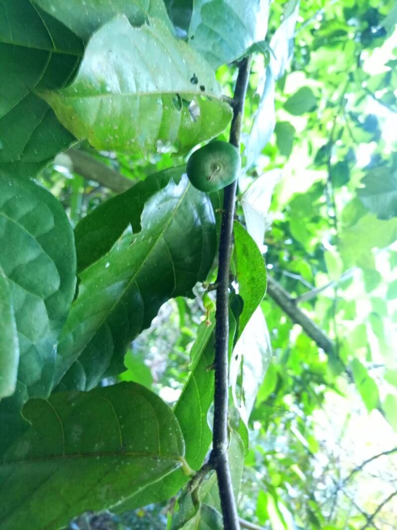 Quararibea turbinata fruit
