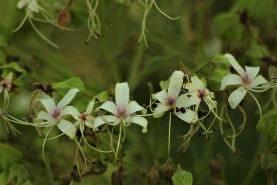Clerodendrum infortunatum flower
