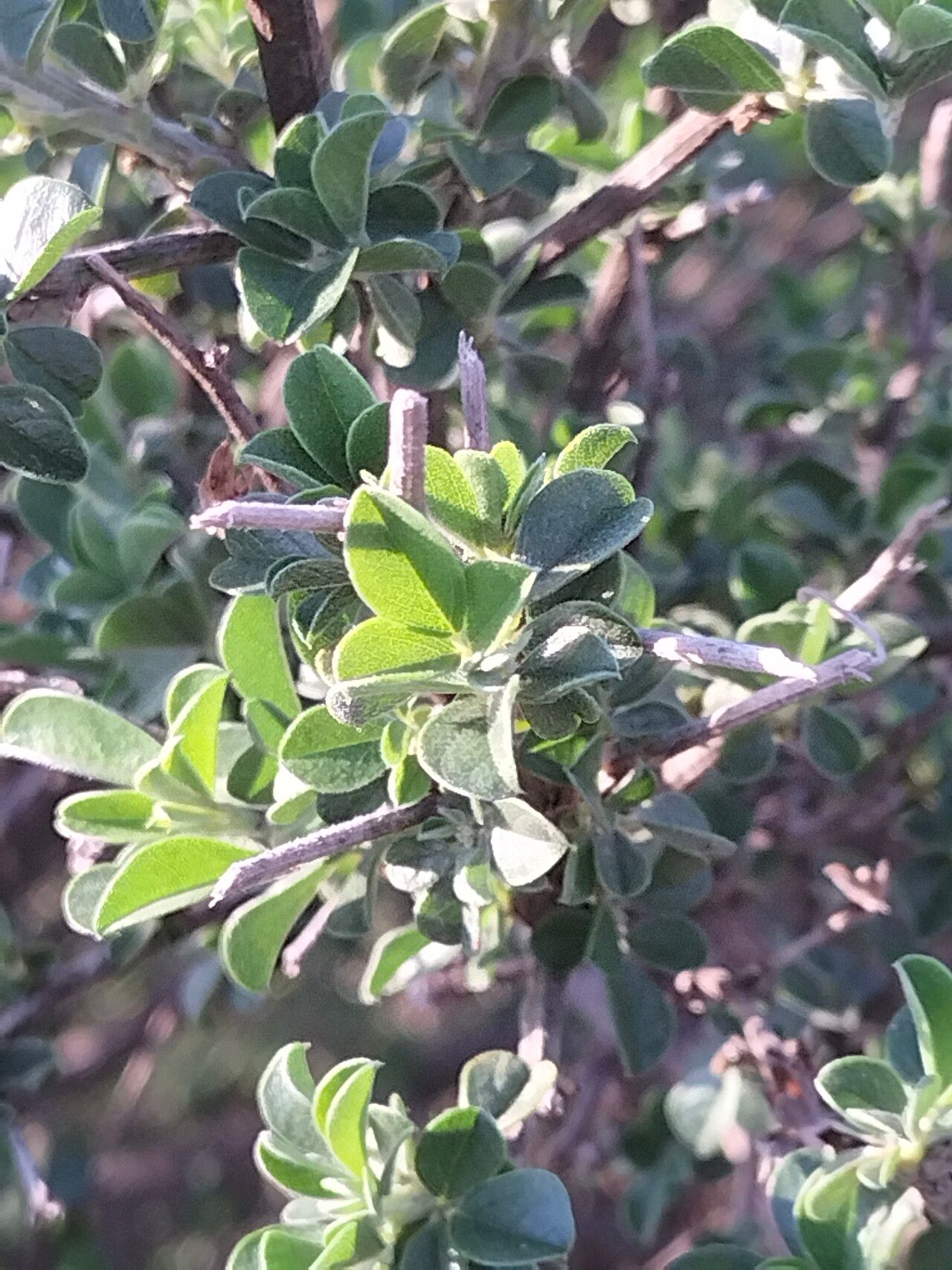Psoralea hirta — related species from the same genus