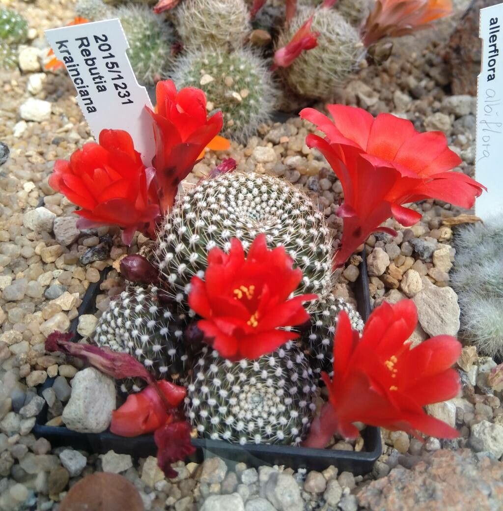 Rebutia minuscula flower