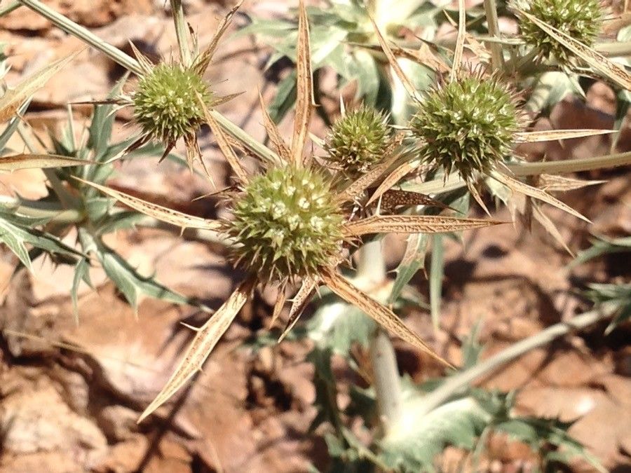 Centaurea solstitialis — search result for 'Mediterranean Basin'