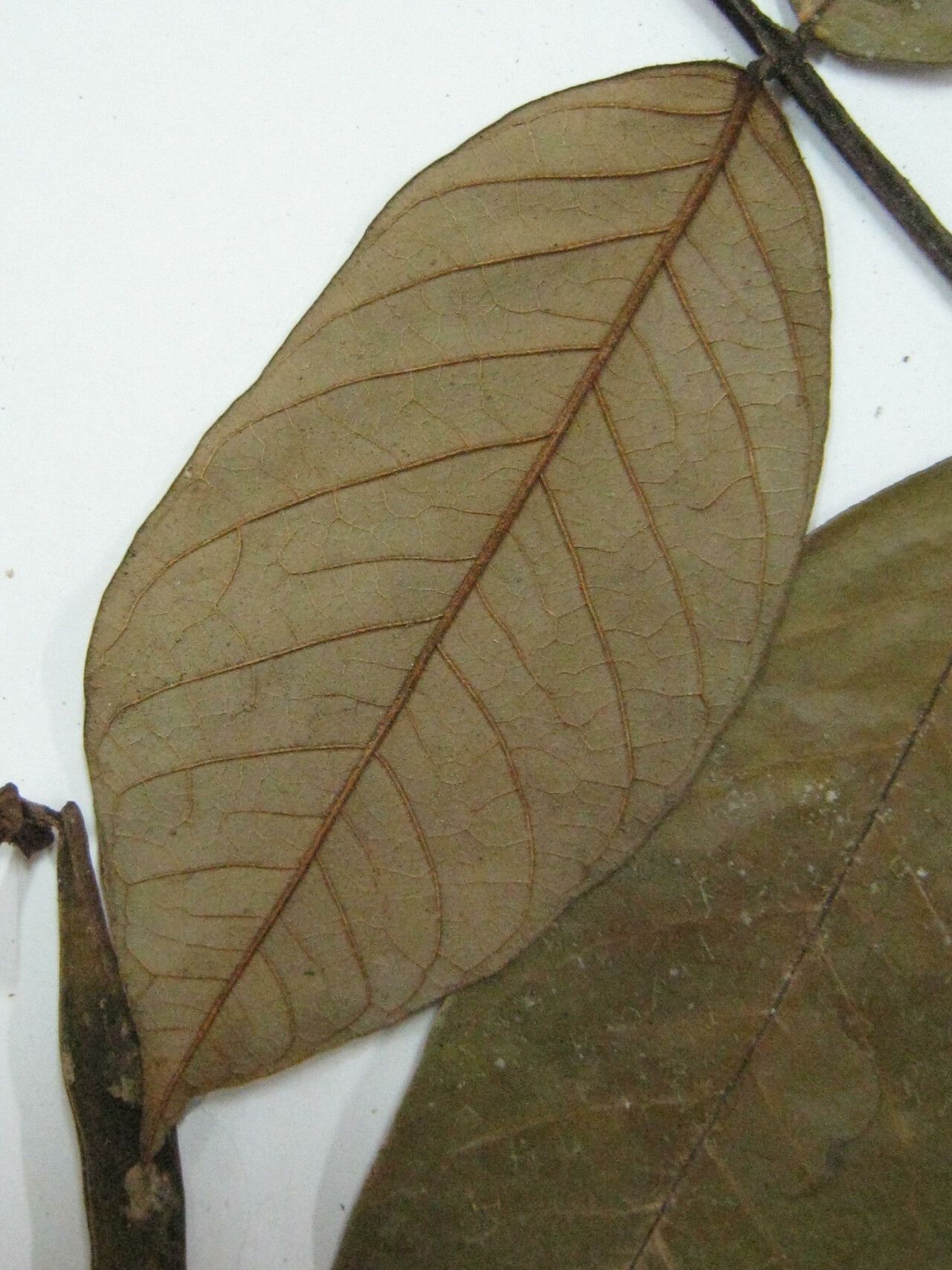 Swartzia longicarpa other