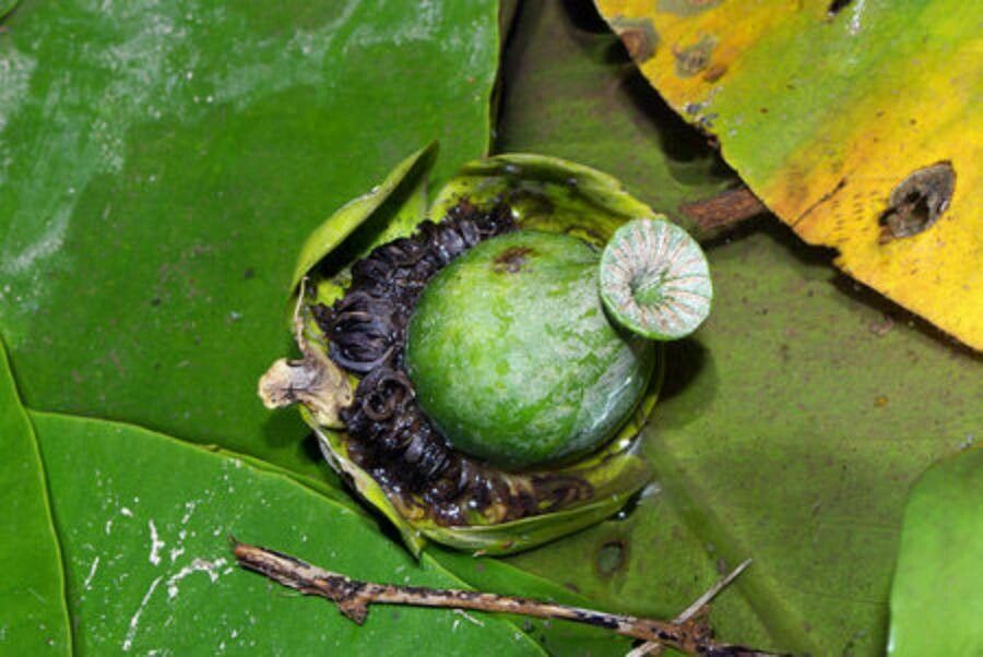 Nuphar lutea fruit