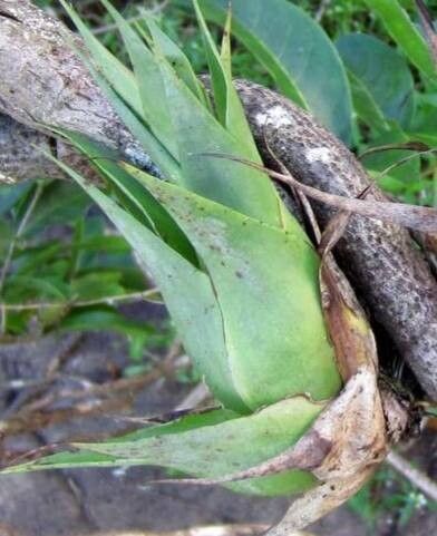 Tillandsia tillii leaf