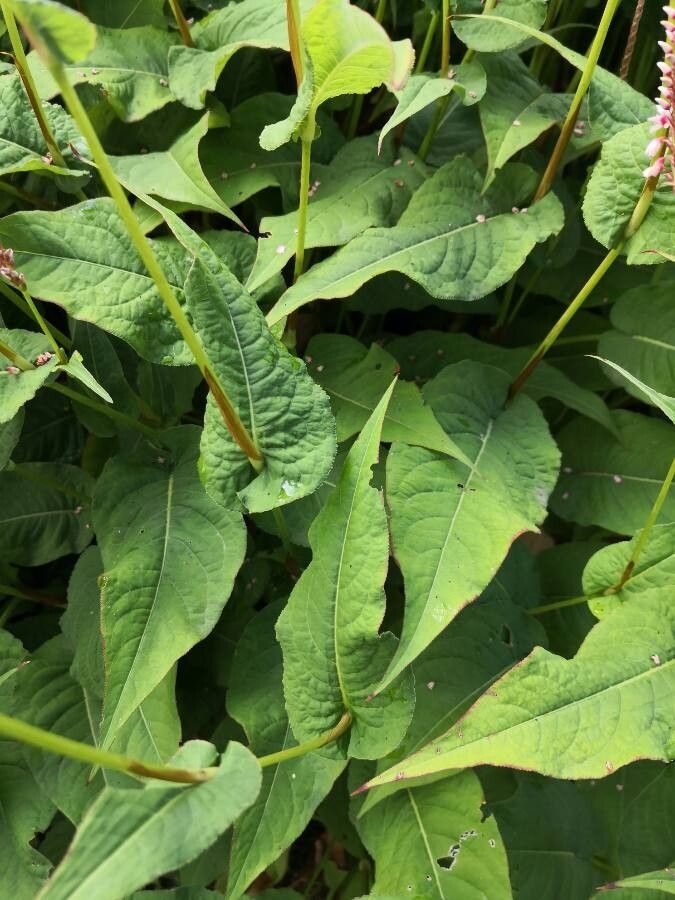 Persicaria amplexicaulis