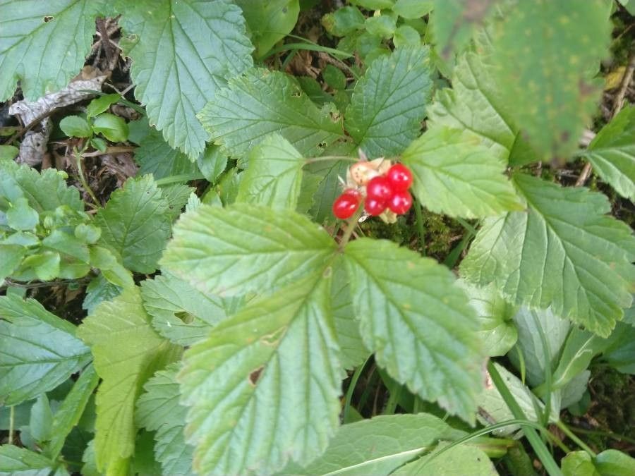 Rubus saxatilis — search result for 'Rubus'