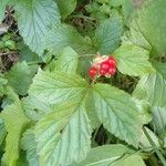 Rubus saxatilis