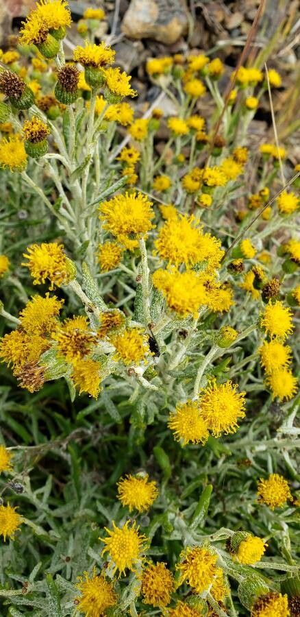 Senecio filaginoides — search result for 'Senecio'