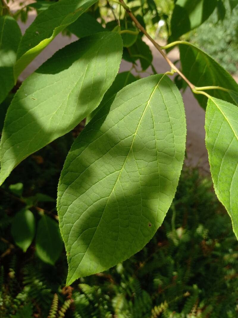Halesia carolina leaf