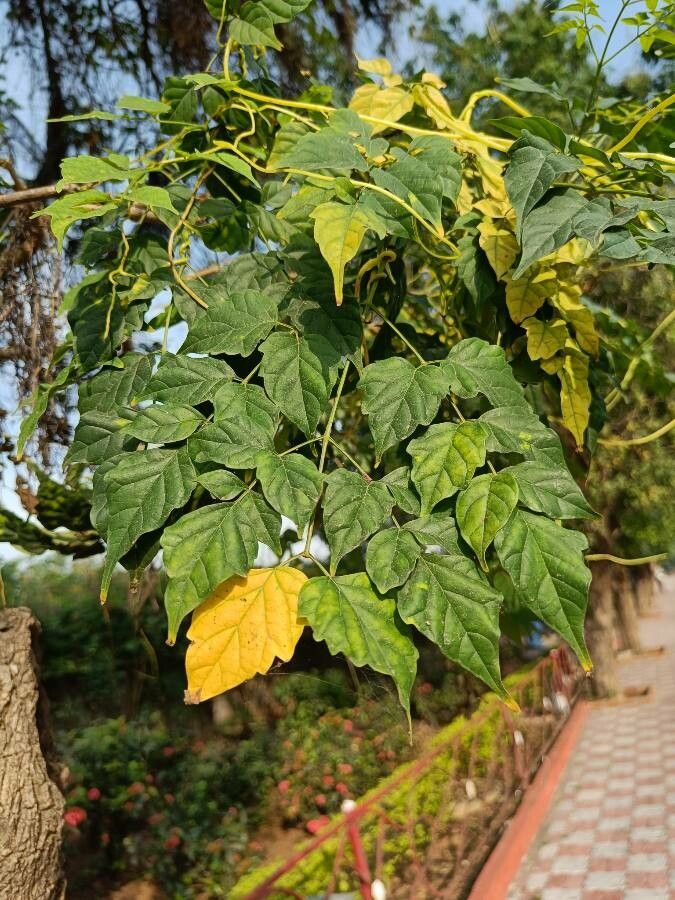 Cassytha filiformis leaf