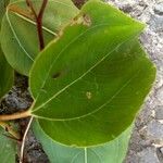 Paliurus spina-christi