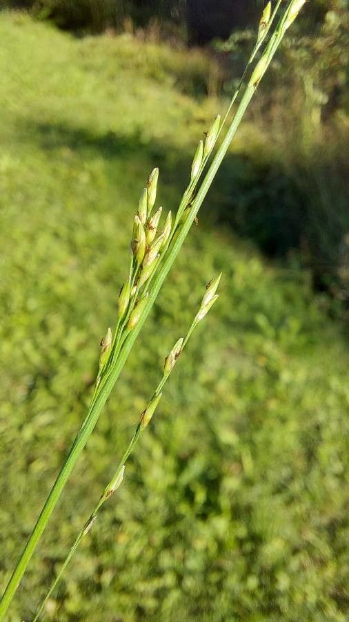Glyceria fluitans fruit