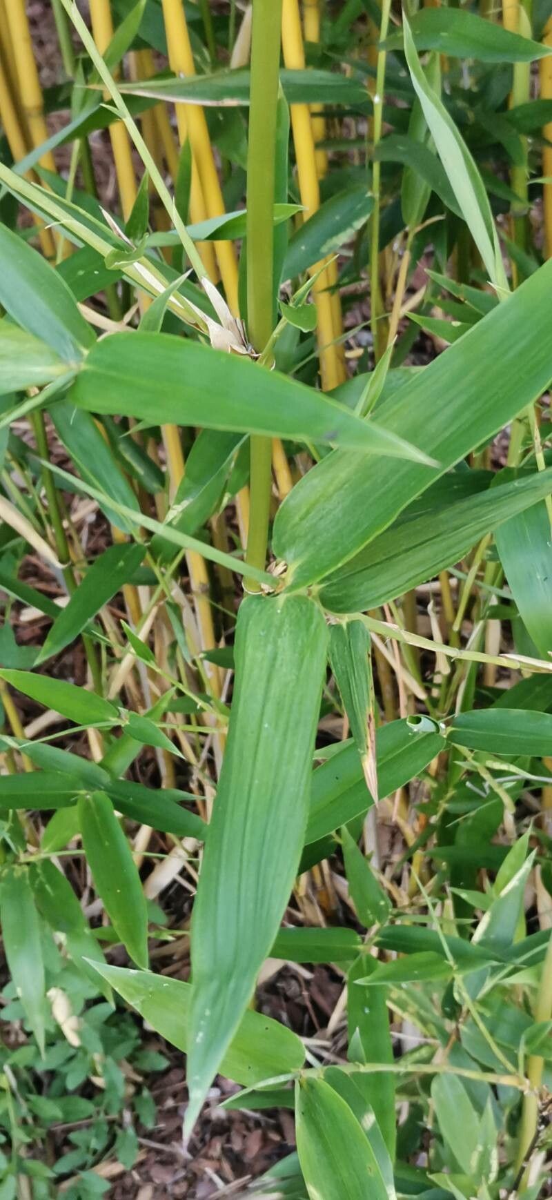 Semiarundinaria okuboi — related species from the same genus