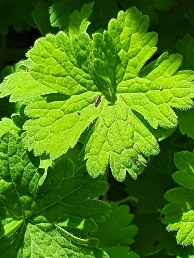 Geranium aculeolatum leaf