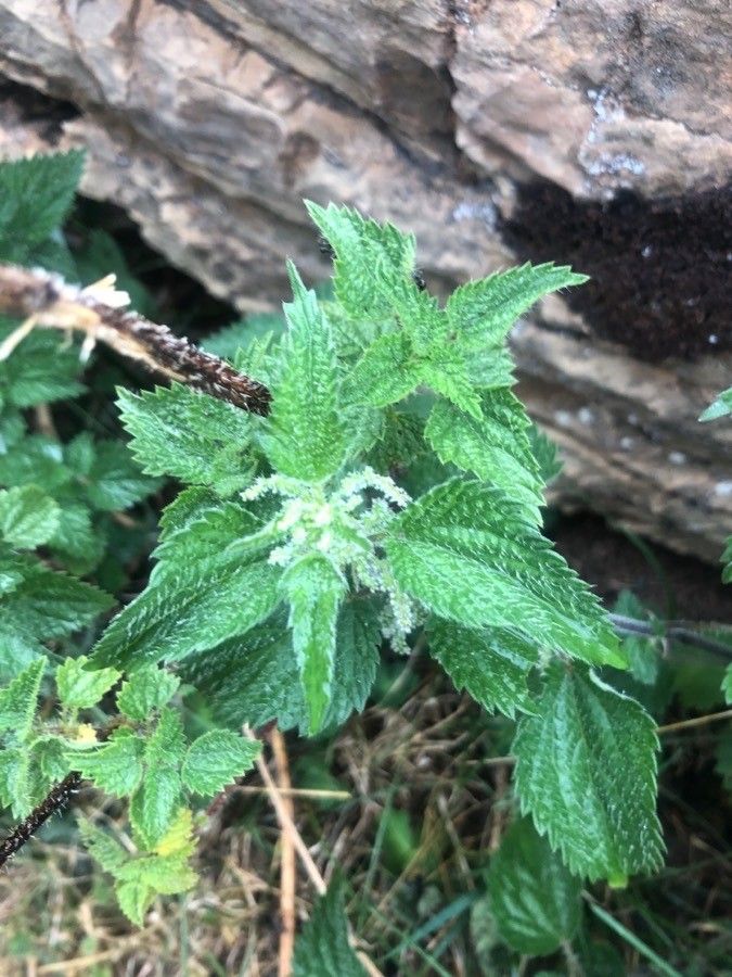 Urtica membranacea — search result for 'Urticaceae'